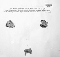 Physcia tenella image